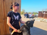 «Раніше боялася собак, а зараз їх рятую» - інтерв'ю з сумською волонтеркою