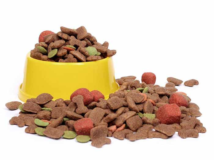 Кормление собаки кормами. Что лучше выбрать: сухой корм или консервы для  собак?