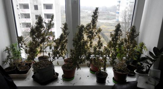 Как вырастить коноплю дома на подоконнике марихуана на белом фоне