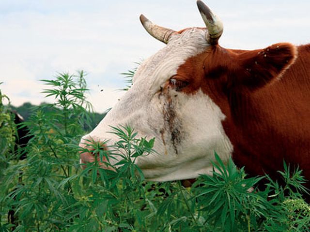 Корова съела коноплю вреде наркотиков и алкоголя