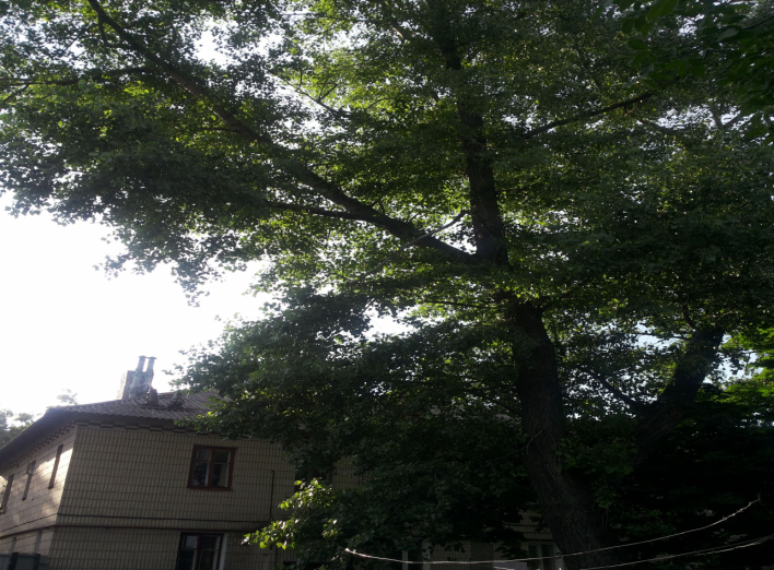 На ул. Кирова аварийное дерево скоро проломит крышу дома (+фото)