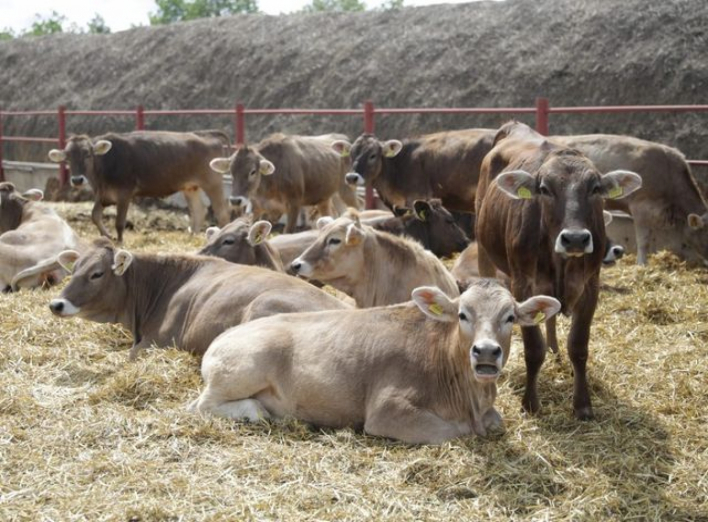 СНАУ ініціював створення асоціації тваринництва на Сумщині фото