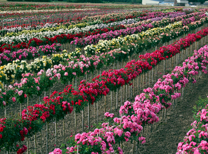 Всё о садовых розах: выращивание из черенков, уход, распространённые виды