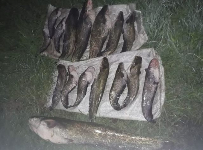 На Сумщині поліція затримала браконьєрів з уловом сомів  фото