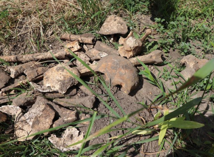 У Сумах біля Воскресенського собору знайшли кістки фото