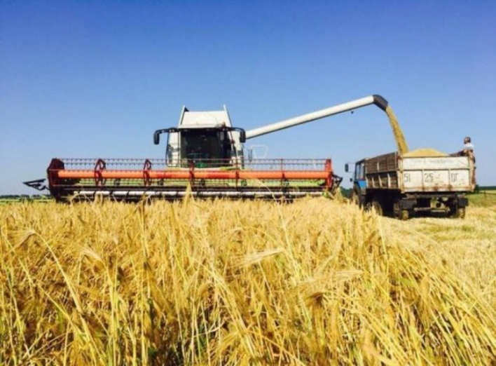 На Сумщині завершується збирання ранніх зернових фото