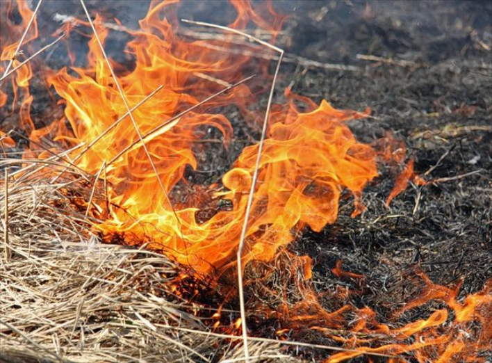 На Сумщині вогнеборці приборкали загоряння сухої рослинності фото