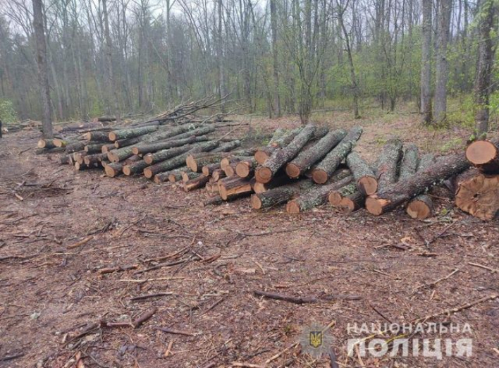 На Сумщині за незаконний поруб лісу на 1 млн грн громадянин постане перед судом  фото
