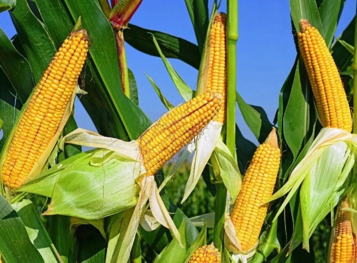 На Сумщині кукурудзою засіяли землі ландшафтного заказника фото