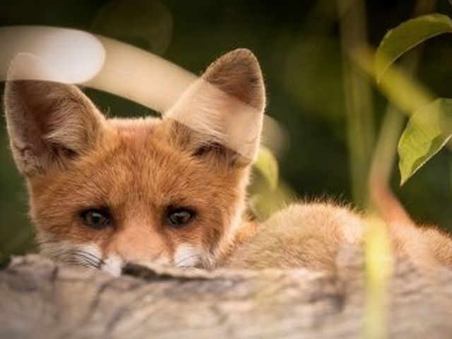 На Сумщині заплановано проведення кампанії з імунізації диких тварин проти сказу фото
