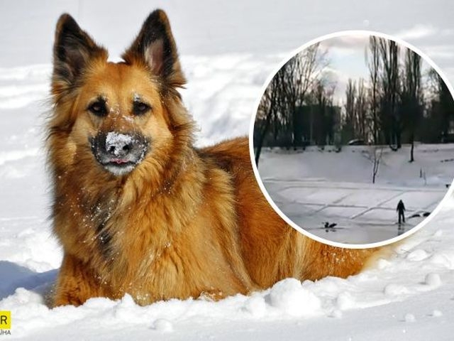 У Києві собака врятувала дитину, яка провалилася під лід 