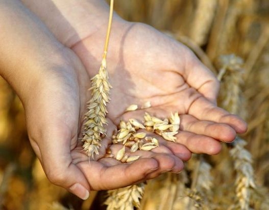 Німеччина допоможе Україні в експорті зерна