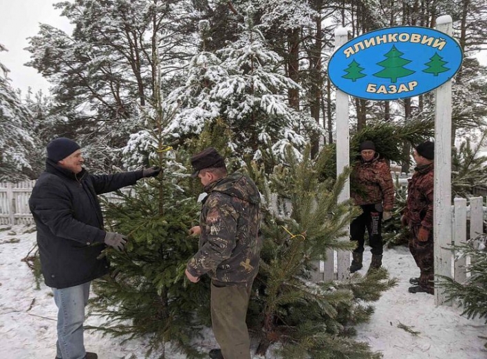 На Сумщині лісгоспи готові реалізувати 21 тисячу новорічних деревець: де купити фото