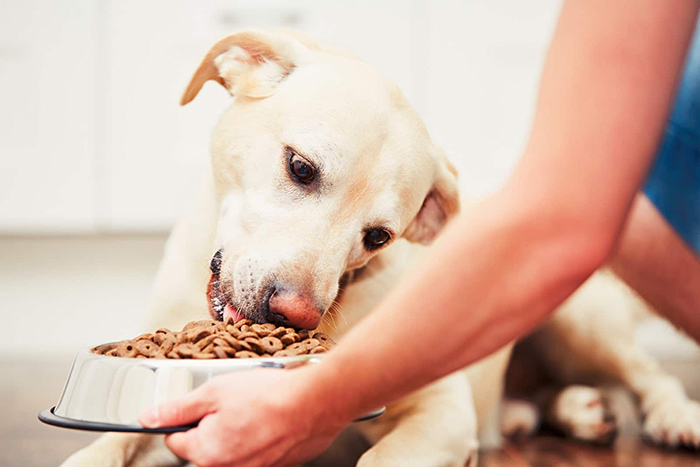 Влажный или сухой корм: чем лучше кормить собак