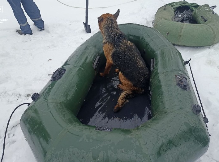 На Сумщині врятували собаку, який провалився під кригу