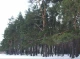 У Сумах затримали двох лісорубів, які спаплюжили молоді сосни в Басівському парку