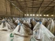Скандал на 600 тонн сої для сумських фермерів