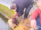 У Старому селі поліцейський врятував собаку, який опинився у водяній пастці (відео)
